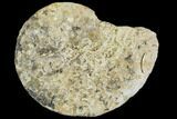 Fossil Ammonite (Kosmoceres) - Russia #104580-1